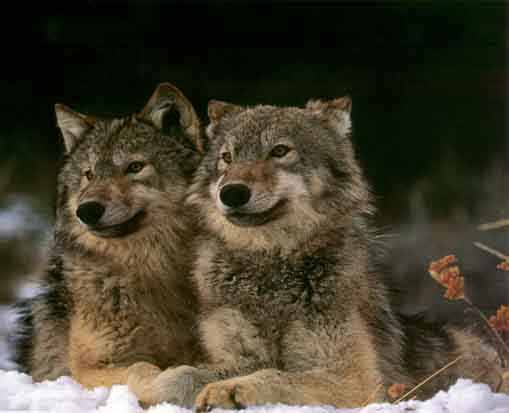 Image of The Two Wolves